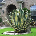 Agave americana