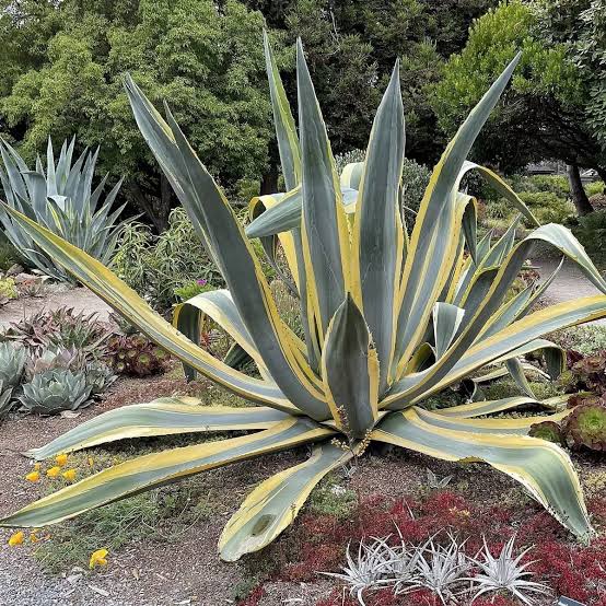 Agave americana