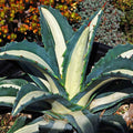 Agave mediopicta alba