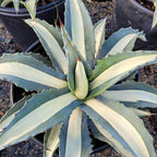 Agave mediopicta alba