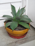 Agave parrasana