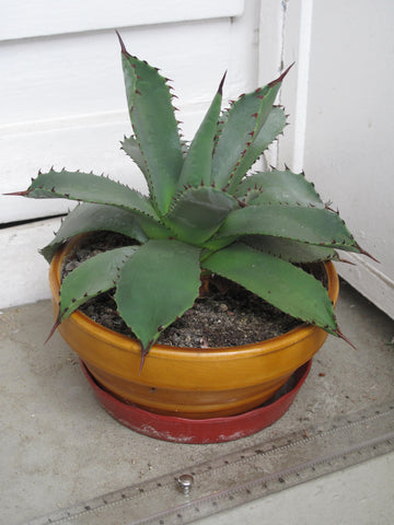Agave parrasana