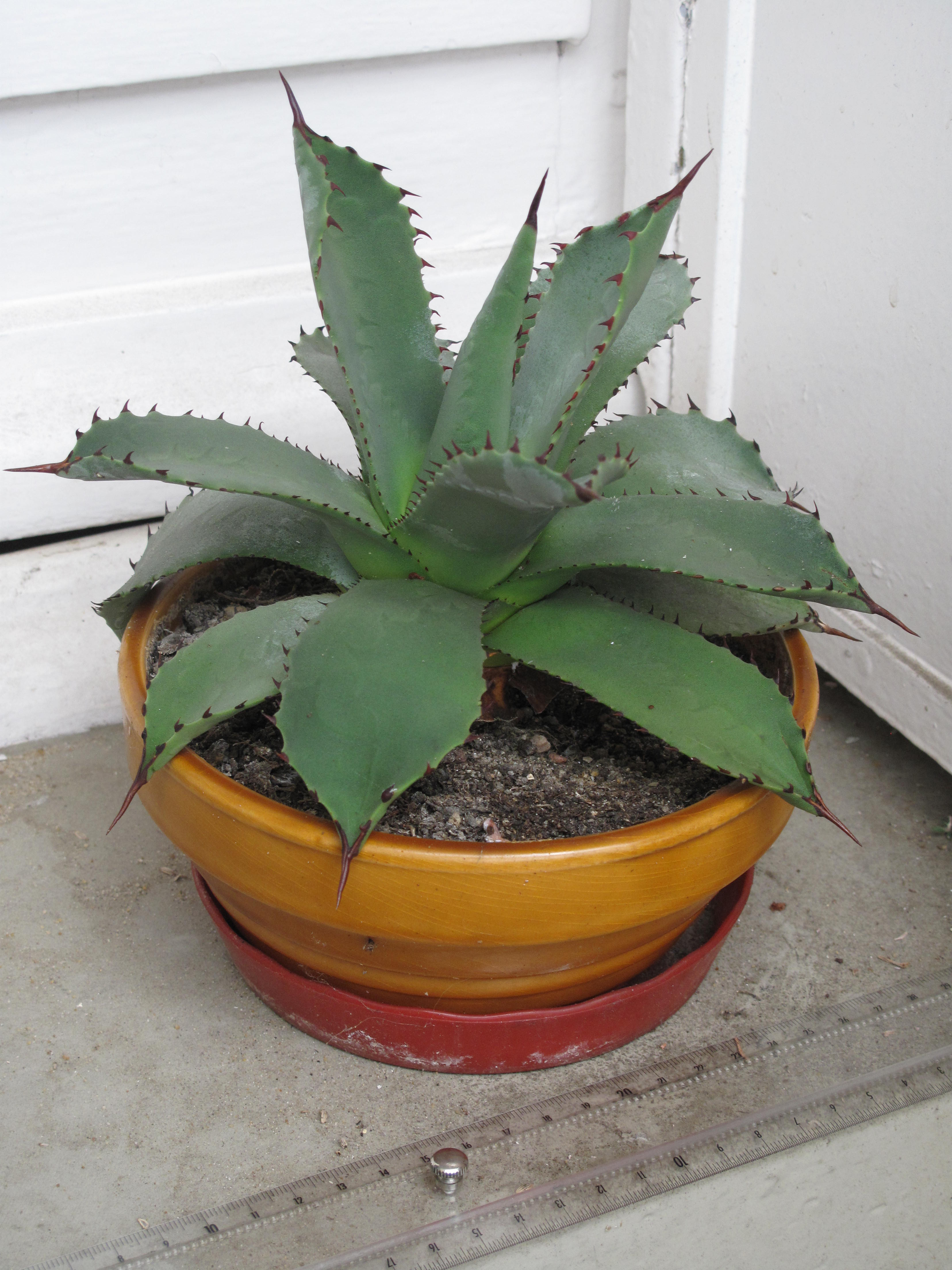 Agave parrasana