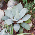 Agave parryi