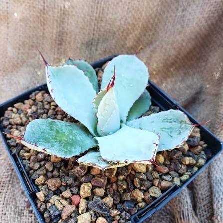 Agave parryi