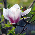 Magnolia × soulangeana 'Alexandrina'