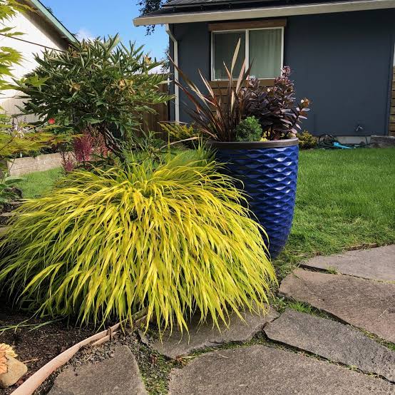 Hakonechloa macra 'All Gold'
