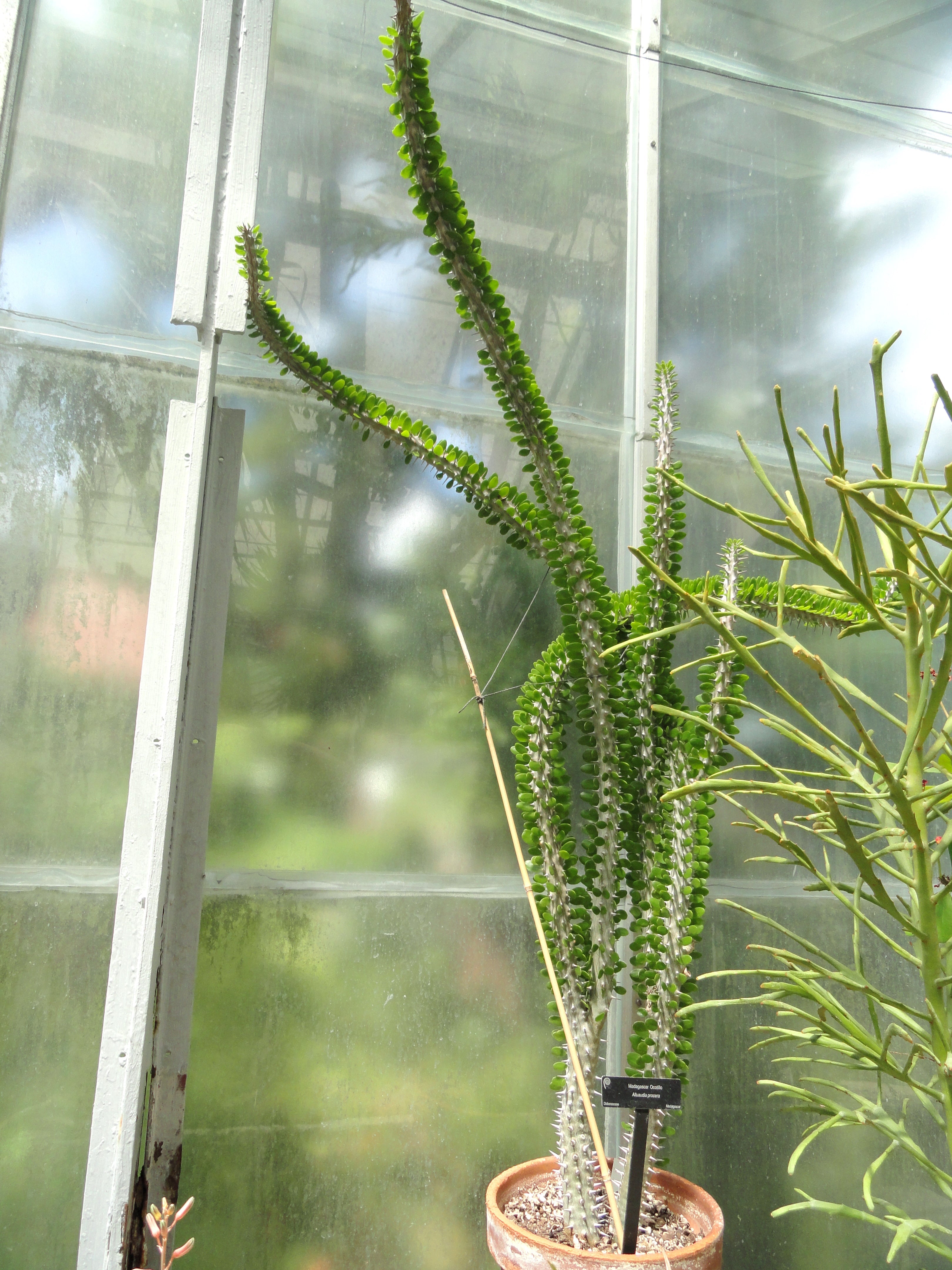Alluaudia procera at Earth Stone Rock