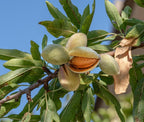 Prunus dulcis 'All in One'
