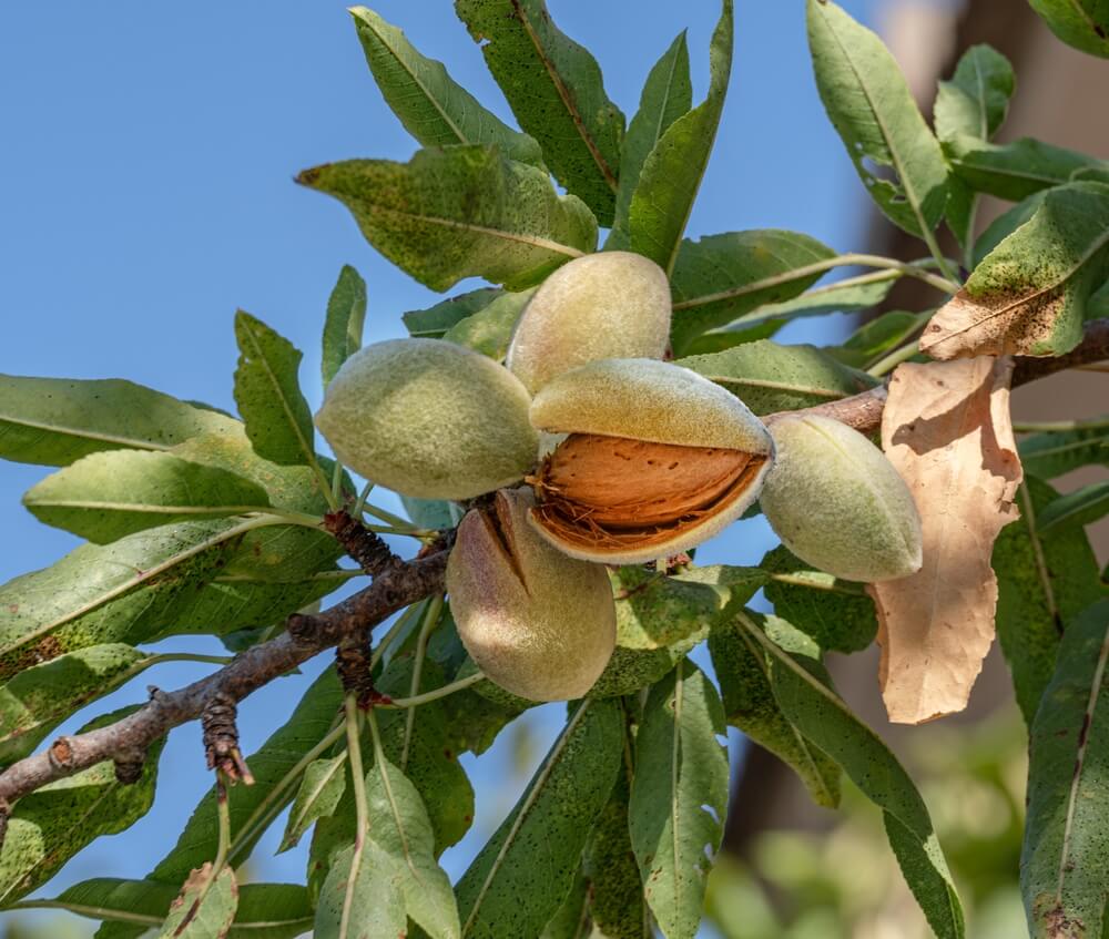 Prunus dulcis 'All in One'