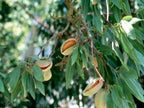 Prunus dulcis 'All in One'