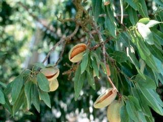 Prunus dulcis 'All in One'