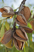 Almond All in One 15" Pulp Pot