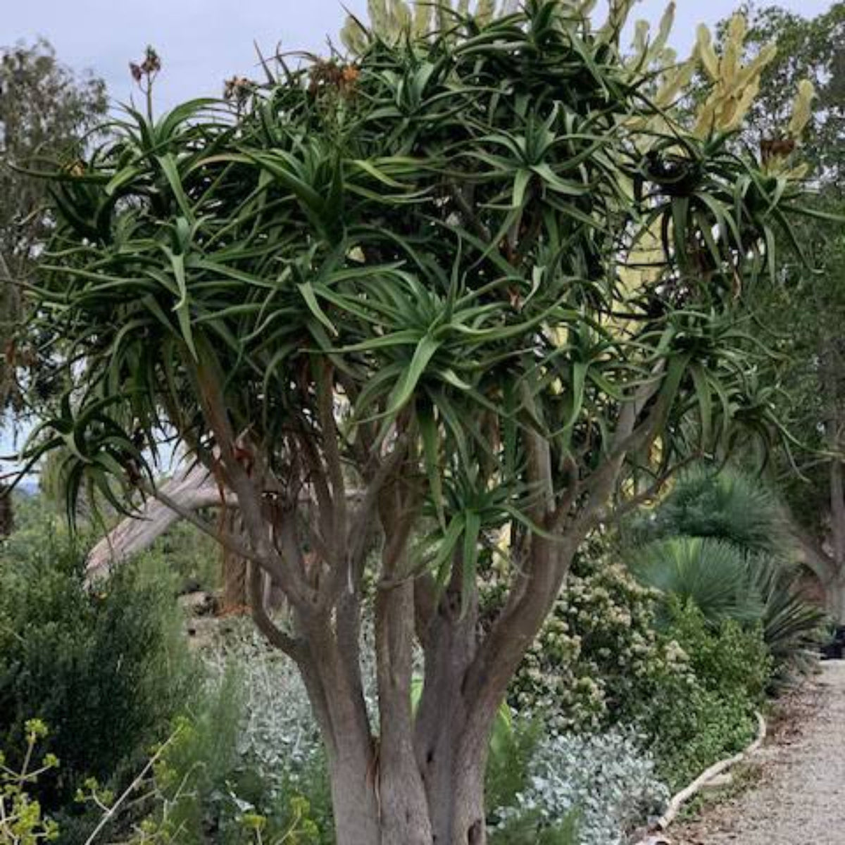 Aloe Medusa