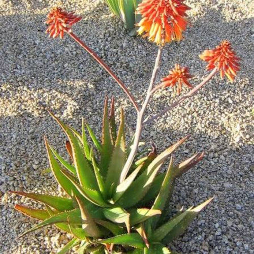 Aloe 'Rudikoppe'