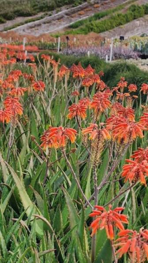 Aloe 'Rudikoppe'