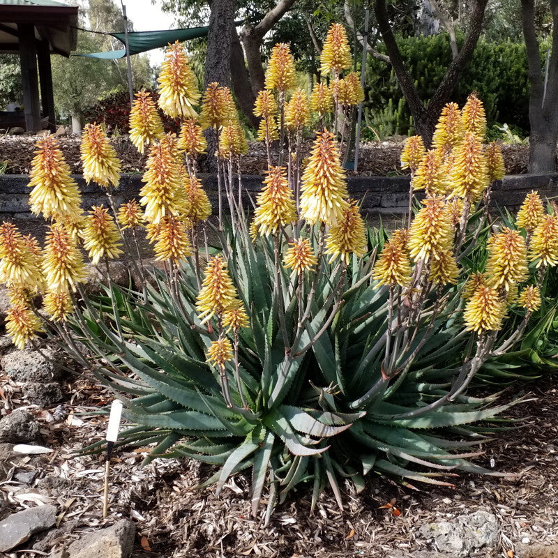 Aloe 'Safari' Yellow