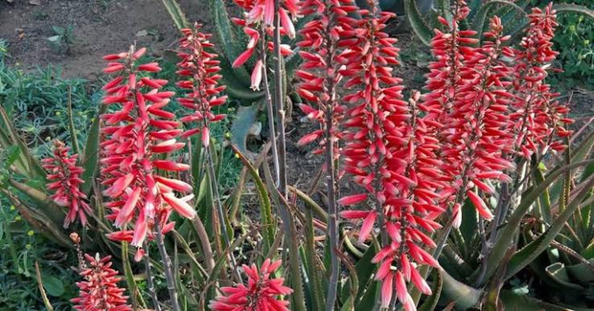 Aloe 'Safari' rose
