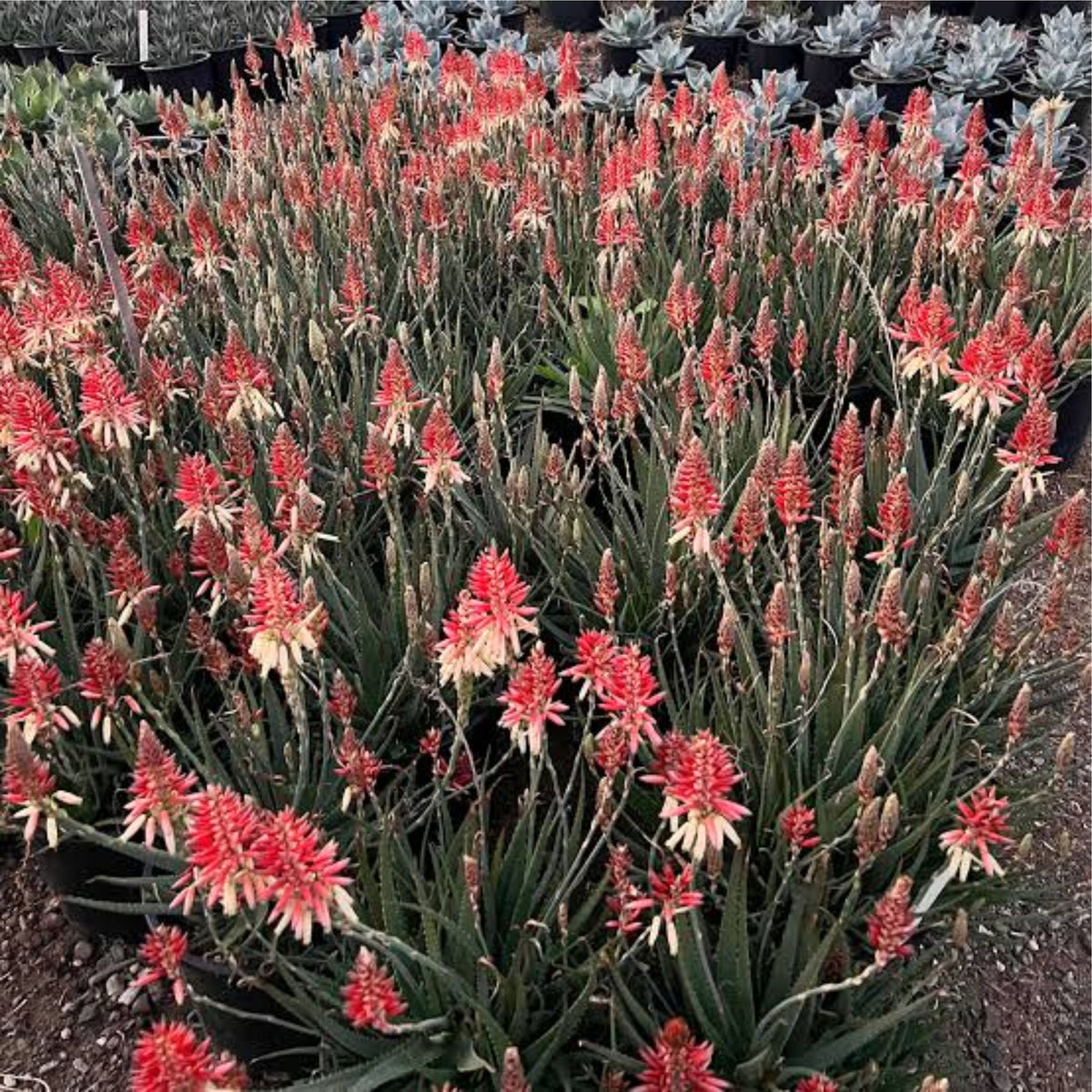 Aloe 'Safari' sunrise