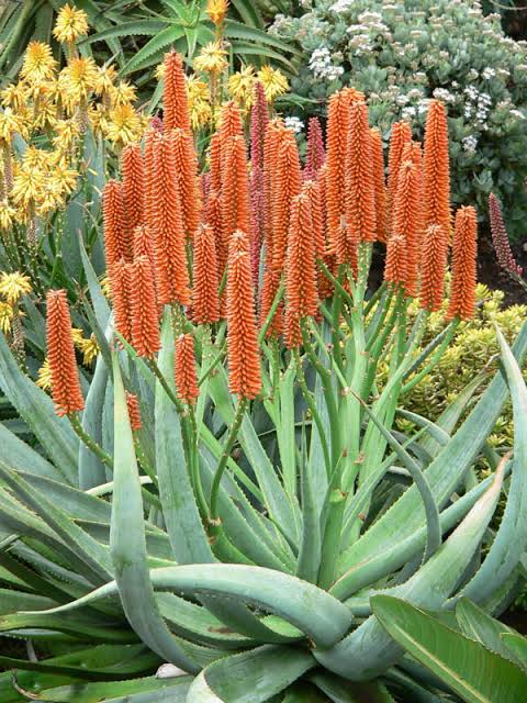 Aloe 'Tangerine'