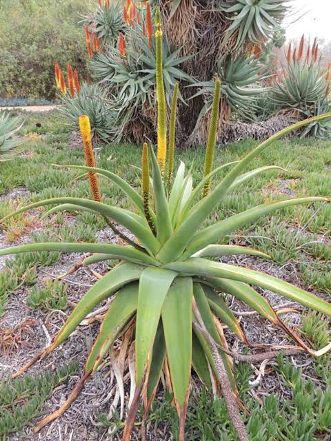 Aloe alooides (Shifting Size)