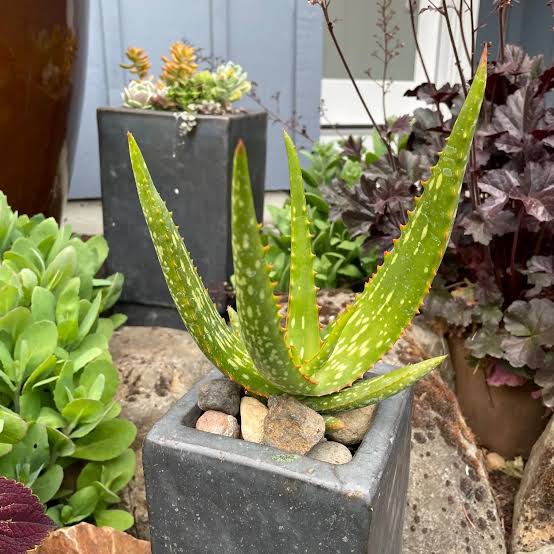 Aloe buhrii
