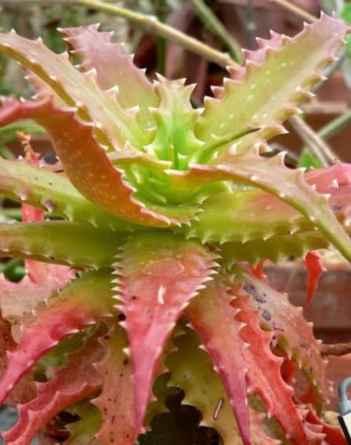 Aloe dorothea