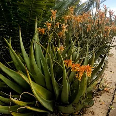 Aloe elegans