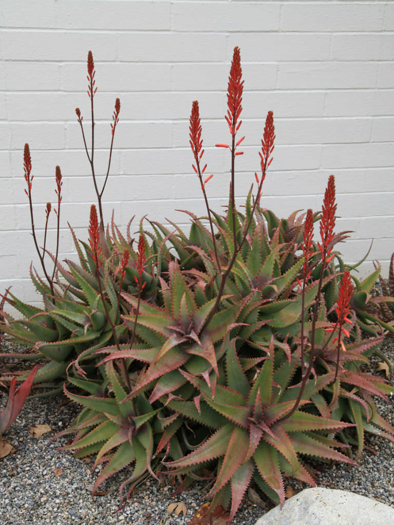 Aloe elgonica hybrid