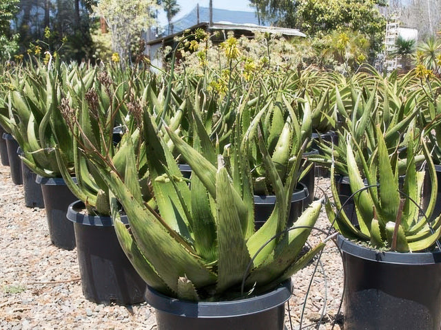 Aloe harlana in Visalia