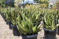 Aloe harlana