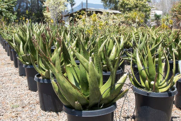 Aloe harlana