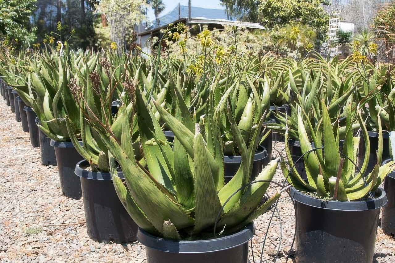 Aloe harlana