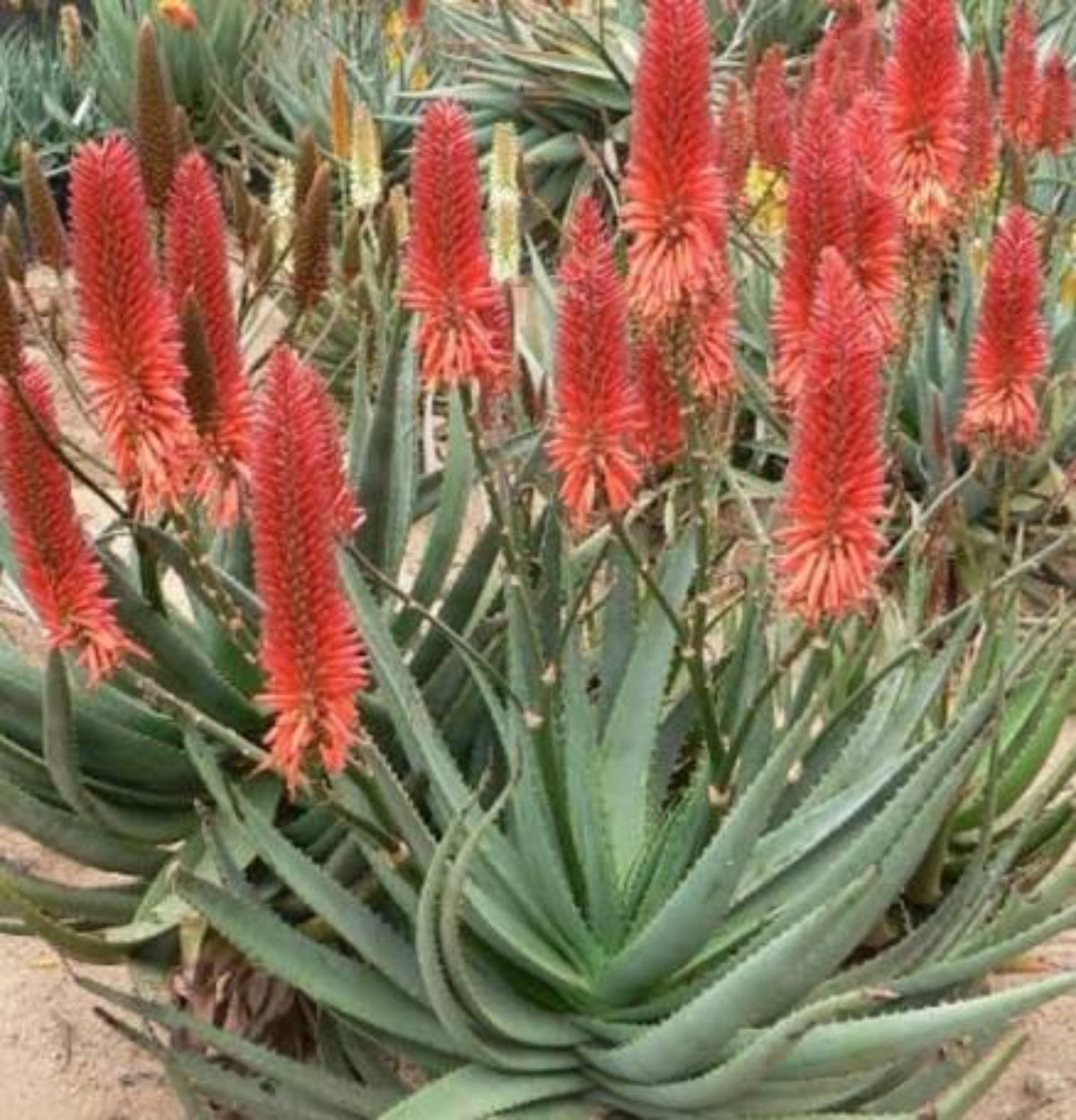 Aloe marlothii 'Utrecht'