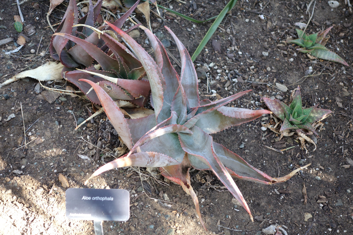 Aloe ortholopha × spectabilis
