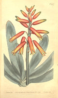 Aloe plicatilis