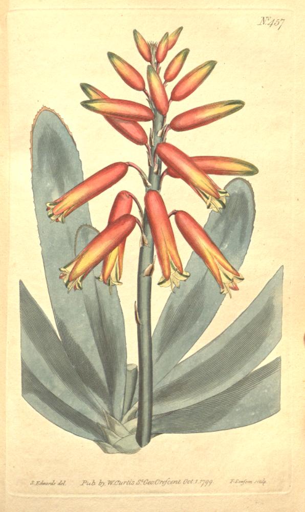 Aloe plicatilis