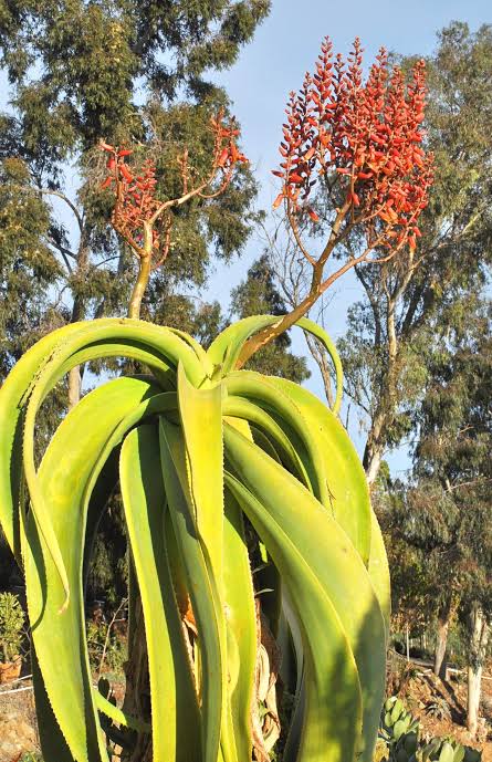 Aloe sabaea