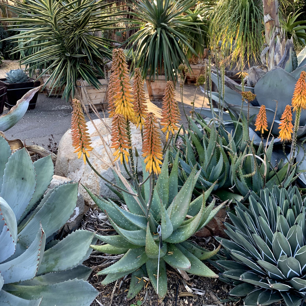 Aloe sinkatana × marlothii