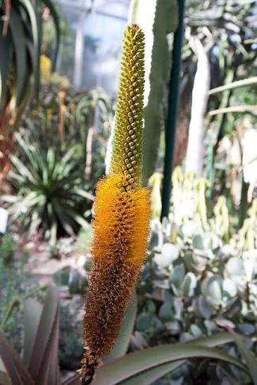 Aloe taurii