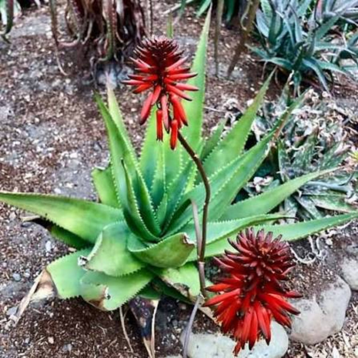 Aloe ukambensis