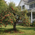 Malus domestica 'Ambrosia'