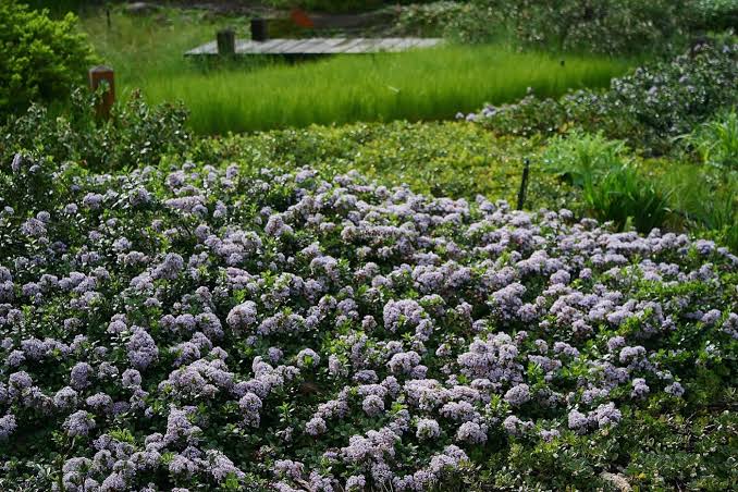 Ceanothus gloriosus 'Anchor Bay'