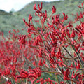 Anigozanthos 'Big Red'