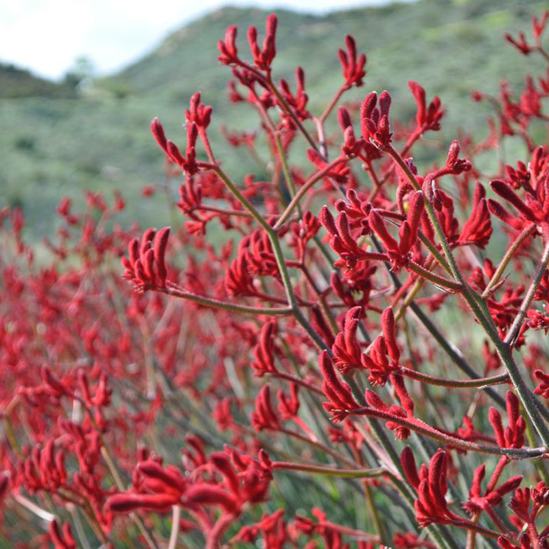 Anigozanthos 'Big Red'