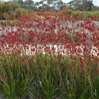 Anigozanthos 'Big Red'