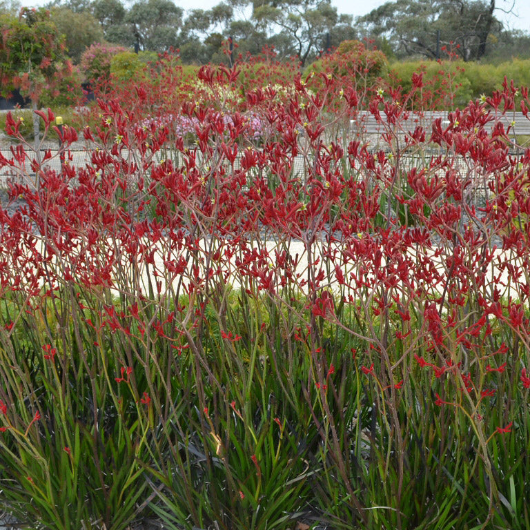 Anigozanthos 'Big Red'