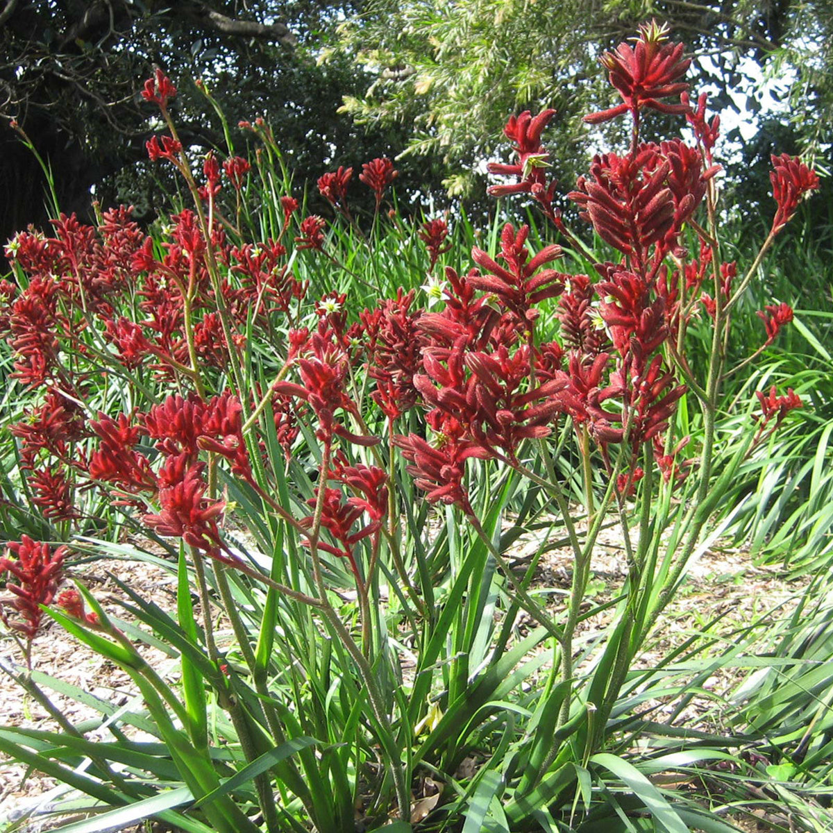 Anigozanthos 'Big Red'