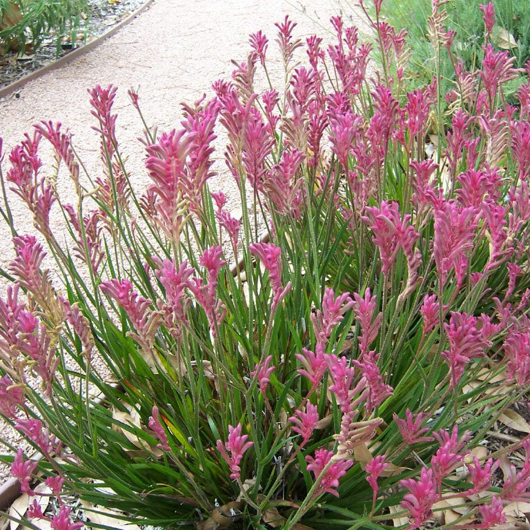 Anigozanthos 'Dwarf Pink'