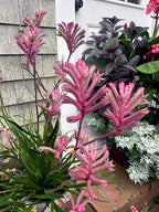 Anigozanthos 'Pink'